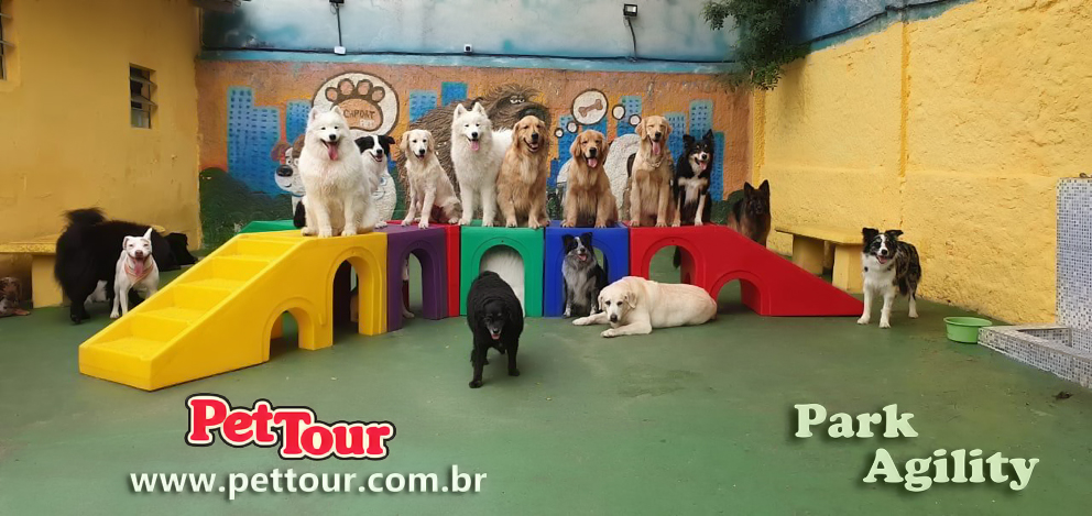 playground para cachorros